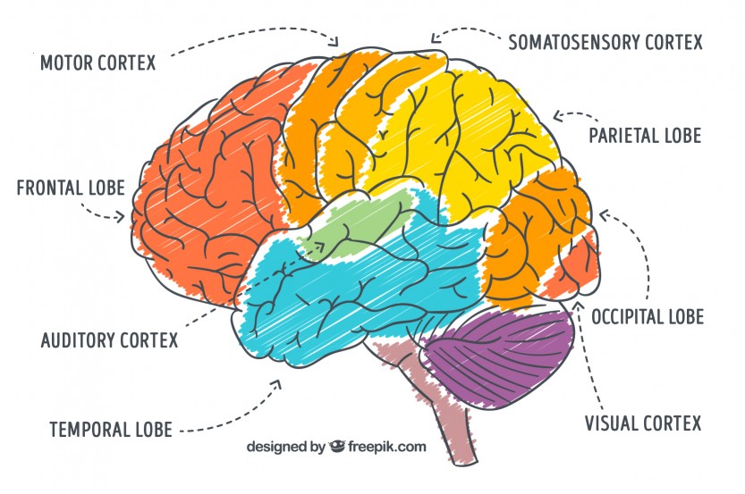 Um breve estudo sobre o cérebro humano